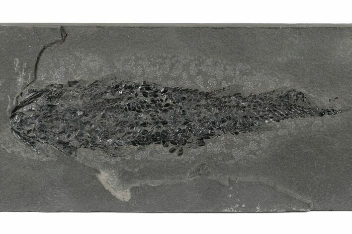 Devonian Lobe-Finned Fish (Osteolepis) - Scotland #177081